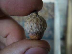 noix,glands chne noir (quercus ellipsoidalis)-a